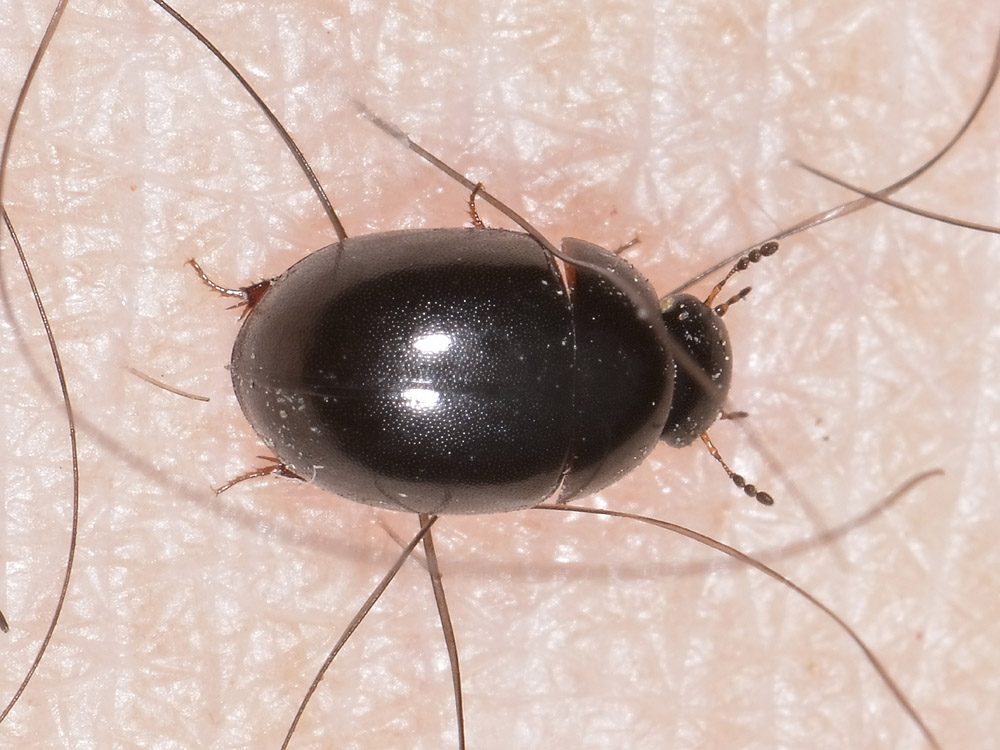 Hydrophilidae di lago - Coelostoma orbiculare